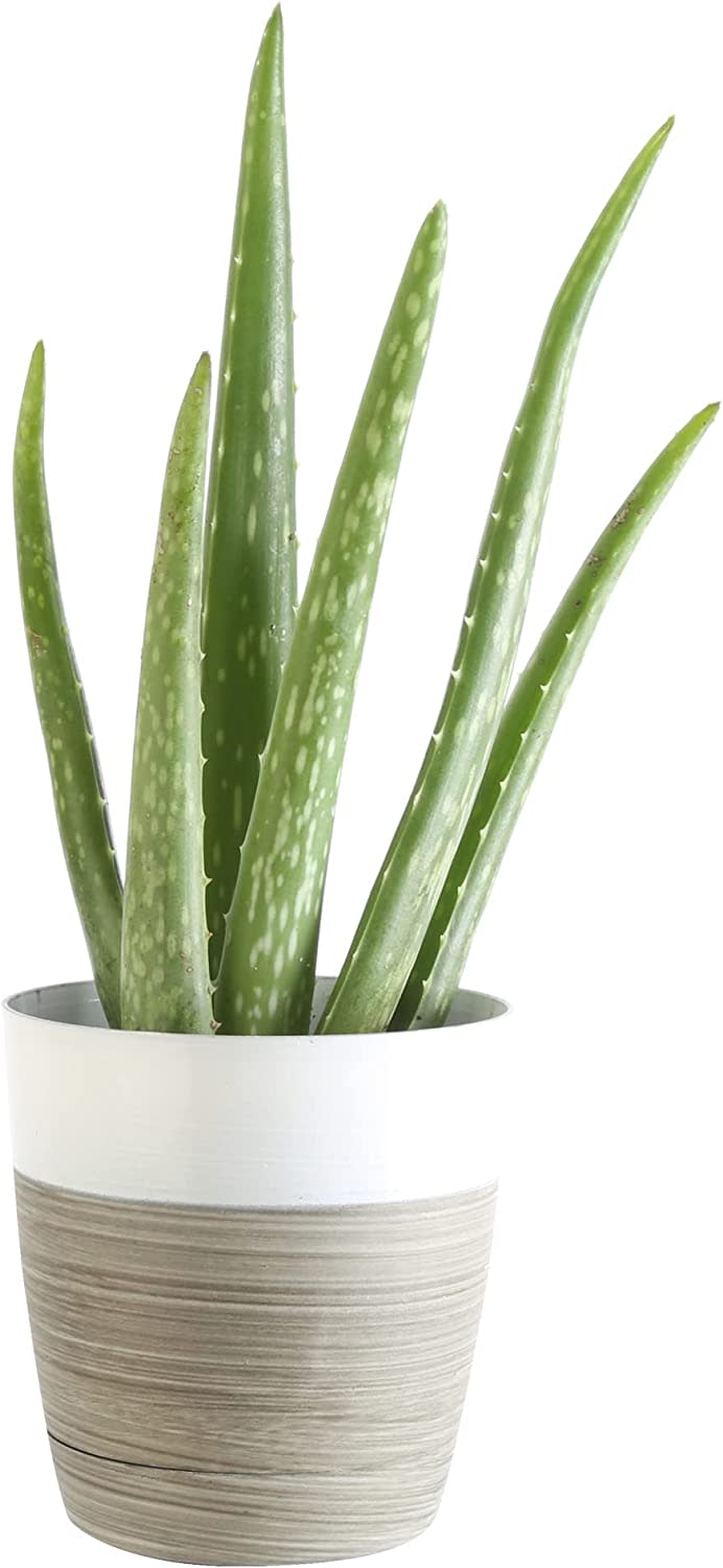 Aloe Very in a pot