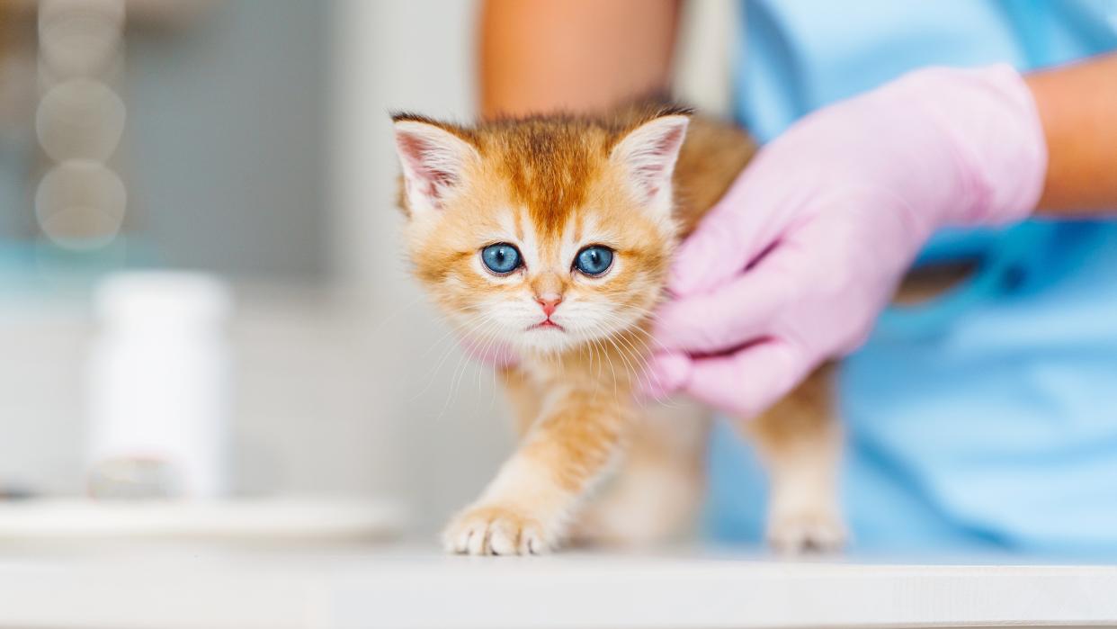 Kitten at vet