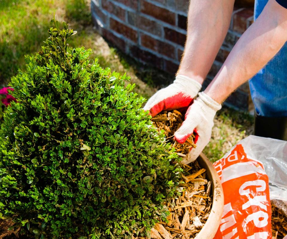 mulching a potted tree