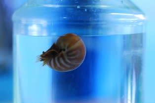 花蓮海洋公園孵化活化石鸚鵡螺 國際關注