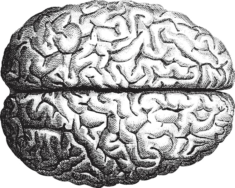 drawing of a brain