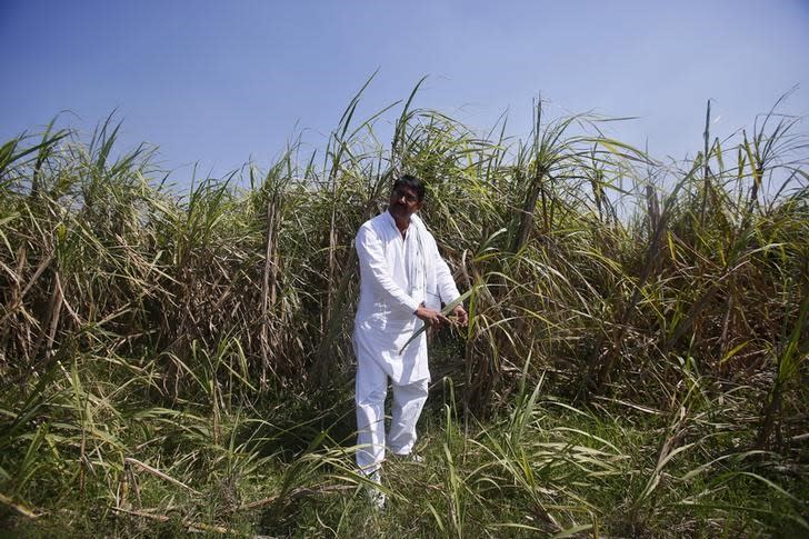 Farmer Rajvir Singh shows sugarcane crop damaged by unseasonal rains, in Sisola Khurd village in Uttar Pradesh, March 24, 2015. REUTERS/Anindito Mukherjee