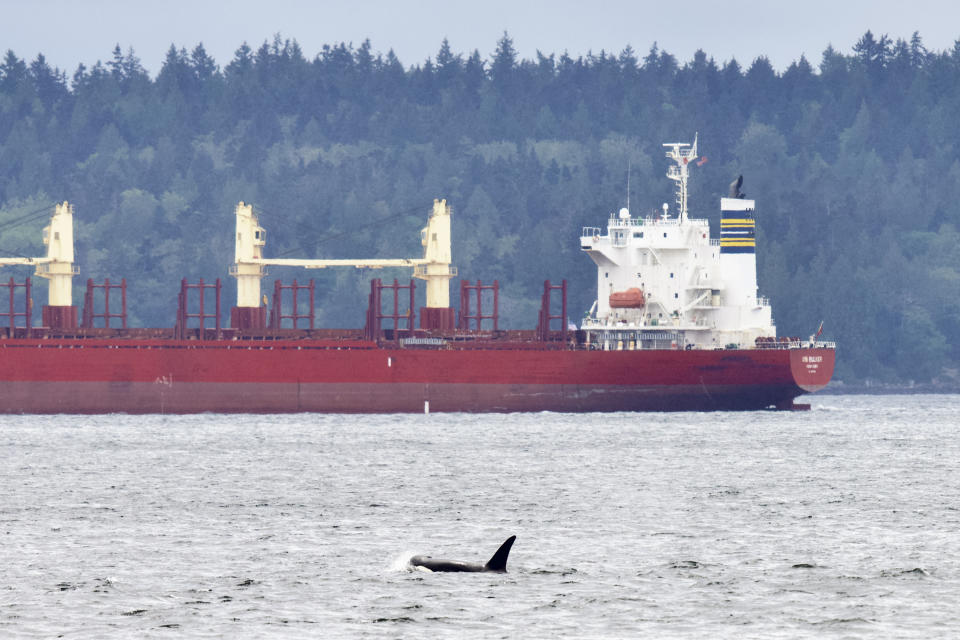 In this May 24, 2021, photo provided by Brittany Philbin taken from Me Kwa Mooks in Seattle shows an orca swimming in Puget Sound. (Brittany Philbin/Salish Wildlife Watch and PNW OPS Photography via AP)