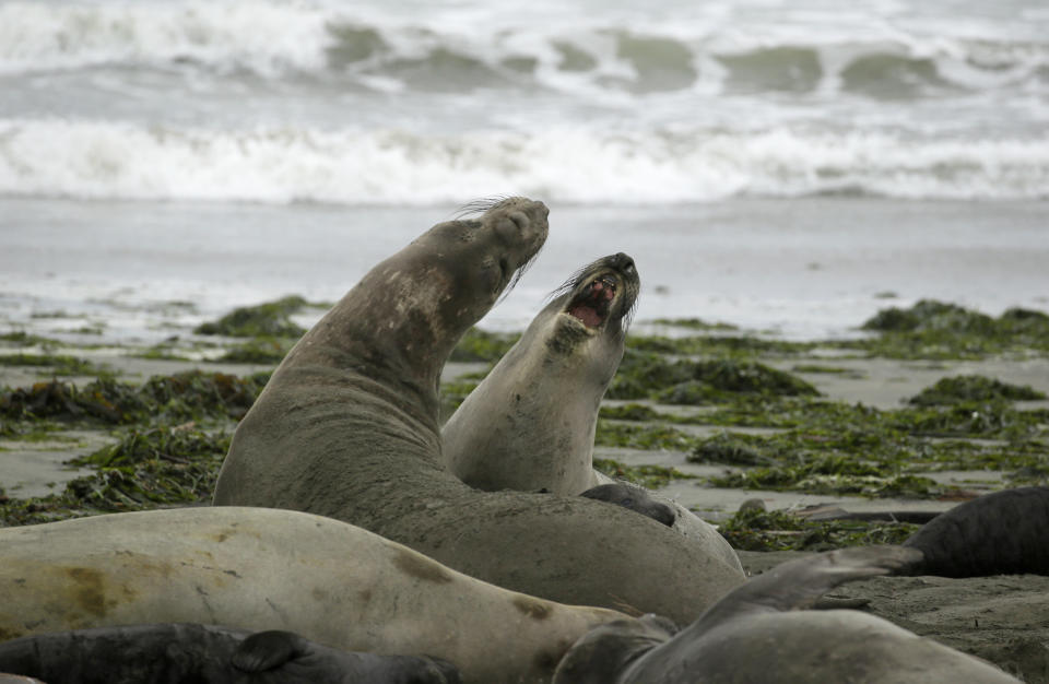 Elephant seals and their pups occupy Drakes Beach, Friday, Feb. 1, 2019, in Point Reyes National Seashore, Calif. Tourists unable to visit a popular beach in Northern California that was taken over by a colony of nursing elephant seals during the government shutdown will be able to get an up-close view of the creatures, officials said Friday. Rangers and volunteer docents will lead small groups of visitors starting Saturday to the edge of a parking lot so they can safely see the elephant seals and their newborn pups, said park spokesman John Dell'Osso. (AP Photo/Eric Risberg)