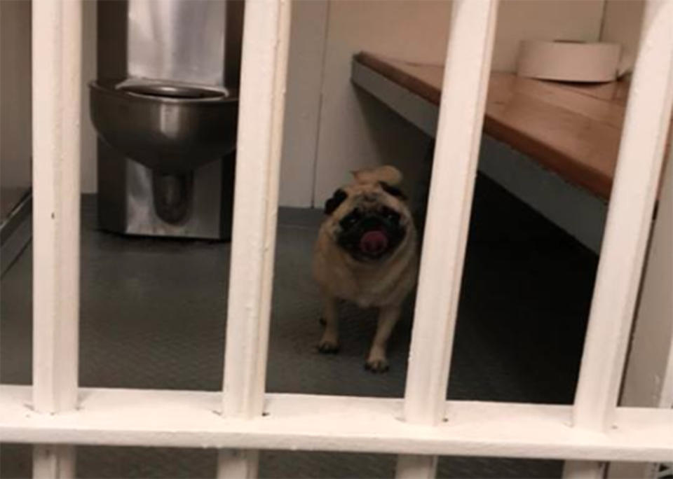 Runaway pug Bean gets a mugshot after being picked up by the police. Source: Cape May Police Department