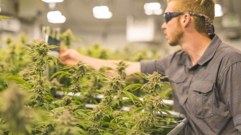 A crop of cannabis plants grow under artificial lights at a facility in Oregon.