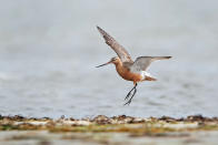 A finales de verano, tras terminar la temporada de reproducción, la aguja colipinta viaja a sus refugios de invierno dispersos por Europa, África, el sudeste asiático u Oceanía. En total pueden volar 30.000 kilómetros al año. (Foto: Getty Images).