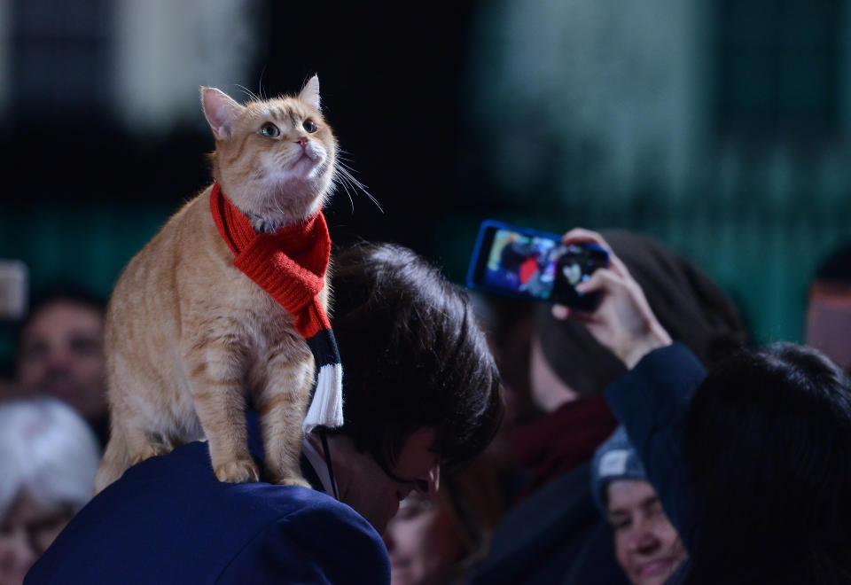 LONDON, ENGLAND - NOVEMBER 03:  Bob the cat attends the UK Premiere of "A Street Cat Named Bob" in aid of Action On Addiction on November 3, 2016 in London, United Kingdom.  (Photo by Dave J Hogan/Dave J Hogan/Getty Images)