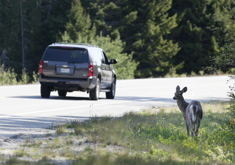 In this photo made Monday, May 21, 2012, a deer browses by a road in Acadia National Park near Northeast Harbor, Maine. Maine's sagging deer population has gotten attention from the Legislature, which adopted a multi-pronged strategy to rebuild a the number of white-tails in the state. The core of the strategy is controlling coyote kills. (AP Photo/Robert F. Bukaty)