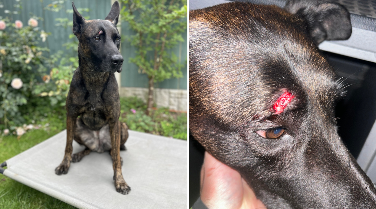 Police dog Vixen, of Staffordshire Police, who was hit in the face with a brick by a rioter in Tamworth on Sunday night