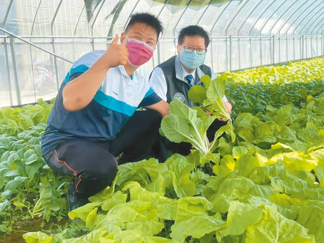 桃園市長鄭文燦（右）視察龍潭青農劉威佑（左）經營的鮮一農場體驗鮮摘蔬菜。（呂筱蟬攝）