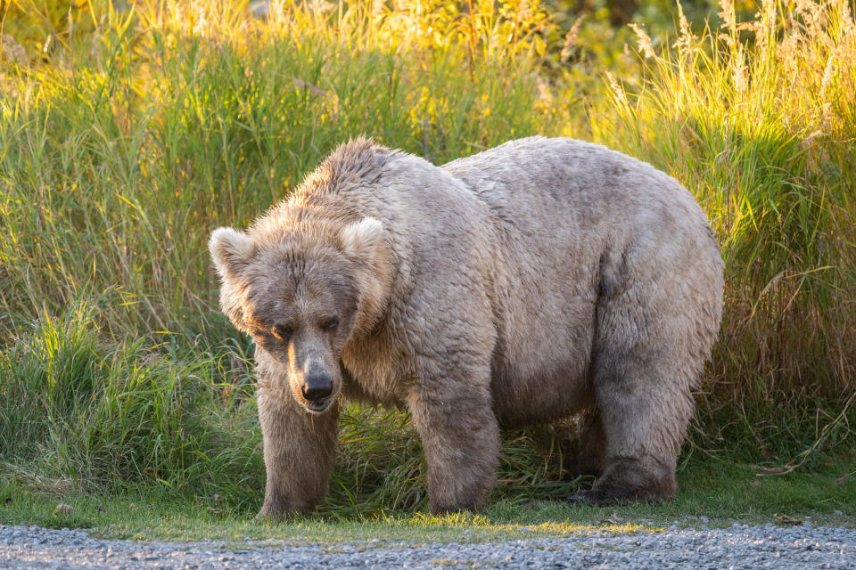 A large brown bear in green grass. (Courtesy K. Moore / NPS)
