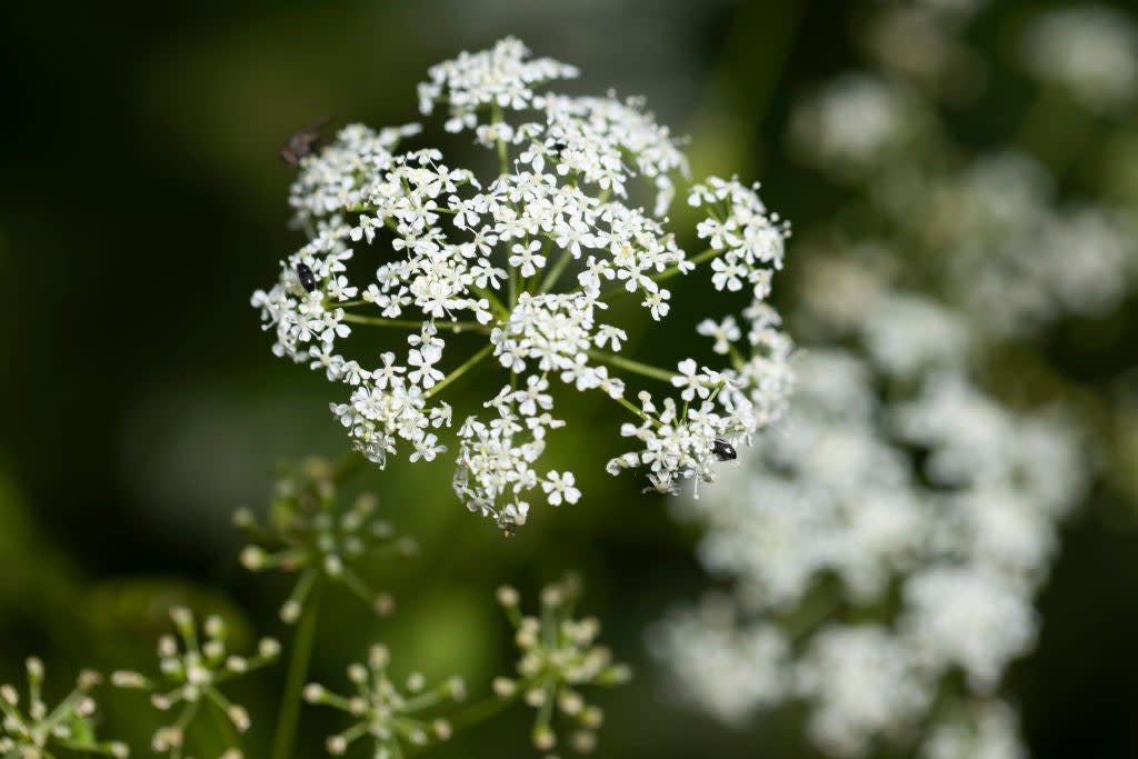 Hemlock, arguably the most infamous of poisonous plants, grows in a field beside a road. There are concerns it is finding its way into people’s gardens (Getty Images)