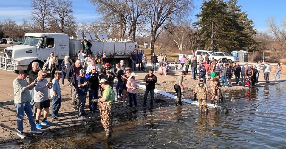 Some trout rose to celebrity status at the stocking of Shawnee Mission Lake last week. Eager audience members took advantage of their close encounter of the fish by taking photos on their cellphones.