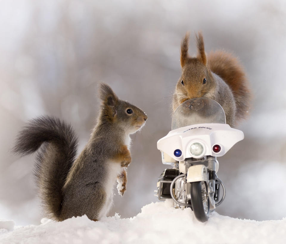 <p>Weggen added, “Only some of the six red squirrels climbed onto the motorcycle, but I was really happy that some did.” (Photo: Geert Weggen/Caters News) </p>