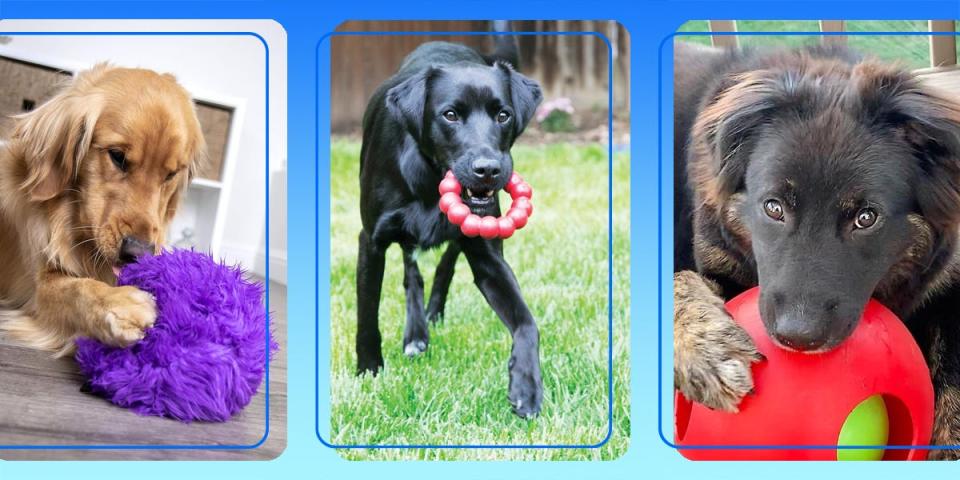 Three dogs play with toys for aggressive chewers, including a plush toy, rubber ring toy, and plastic ball.