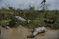 <p>Dead horses lay on the side of the road after the passing of Hurricane Maria, in Toa Baja, Puerto Rico, Friday, September 22, 2017. (Photo: Carlos Giusti/AP) </p>