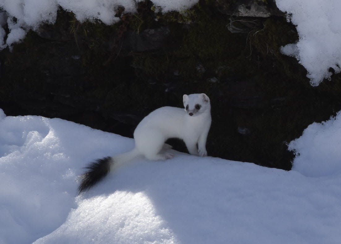 The weasel, however, is aware of us, and Ms. Pike is attempting to make us aware of it.  Her lesson is pretty simple: open your eyes and look around, there’s an amazing world out there, often right under our noses.