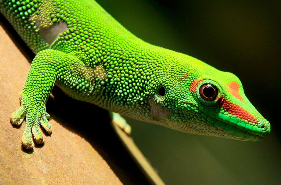 green gecko face and hand