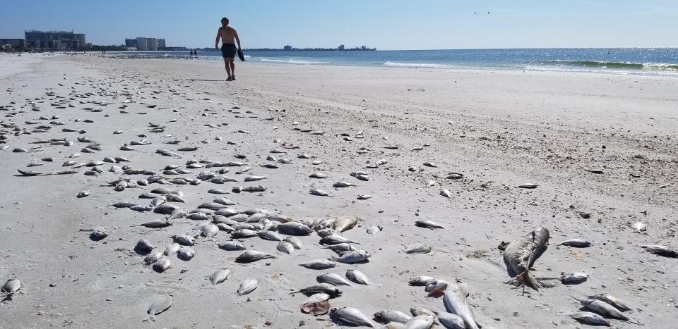 Dead fish dotted Lido Beach on Thursday afternoon.