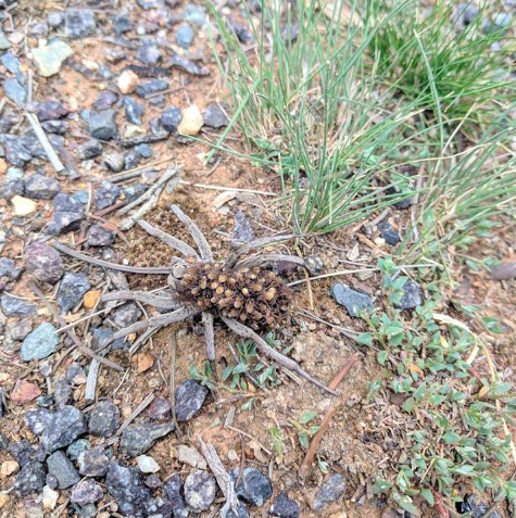 Arachnophobes revealed their horror after the image was shared online. Source: Facebook/ ACT Parks and Conservation Service