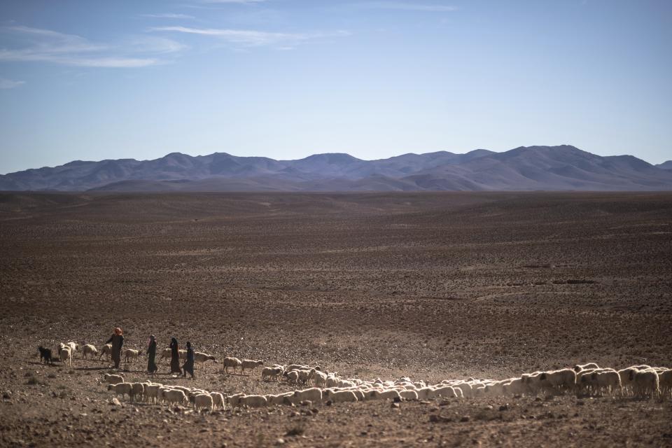 Nomadic herders guide their sheep in search for food to graze near Tinghir, Morocco, Monday, Nov. 28, 2022. The centuries-old oases that have been a trademark of Morocco are under threat from climate change, which has created an emergency for the kingdom's agriculture. (AP Photo/Mosa'ab Elshamy)