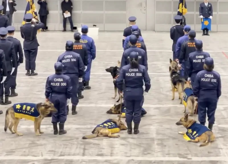 ▲日本千葉縣警察局日前進行新年檢閱儀式，但似乎是長官致詞太久，讓警犬們忍不住打起瞌睡。（圖／翻攝自X）