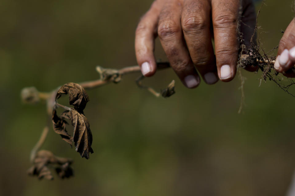 Martin Sturla holds a dry soybean plant during a drought in San Antonio de Areco, Argentina, Monday, March 20, 2023. Sturla said he lost 85% of his harvest of soybean and corn due to the drought. (AP Photo/Natacha Pisarenko)