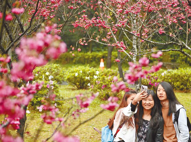 2024年陽明山花季活動7日開跑，以「花續陽明」為主題，展期至3月17日。圖為民眾前往陽明山賞櫻。（羅永銘攝）