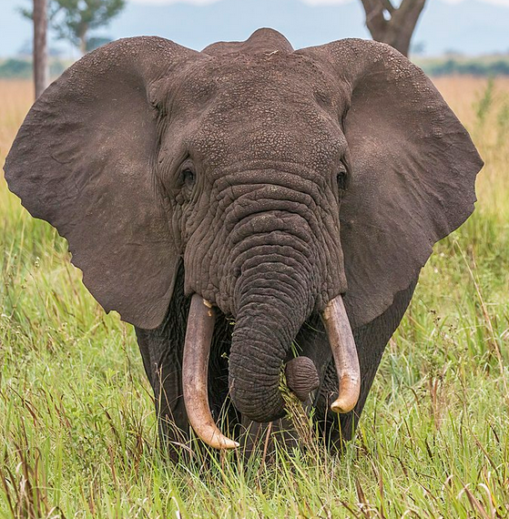 An African elephant has been know to exhibit grief.