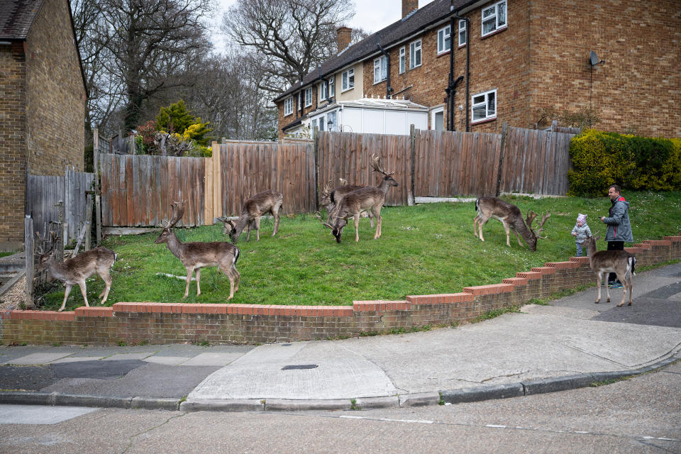 ROMFORD, ENGLAND - APRIL 02: Fallow deer from Dagnam Park rest and graze on the grass outside homes on a housing estate in Harold Hill, near Romford on April 02, 2020 in Romford, England. The semi-urban deer are a regular sight in the area around the park but as the roads have become quieter due to the nationwide lockdown, the deer have staked a claim on new territories in the vicinity. The Coronavirus (COVID-19) pandemic has spread to many countries across the world, claiming over 40,000 lives and infecting hundreds of thousands more. (Photo by Leon Neal/Getty Images)