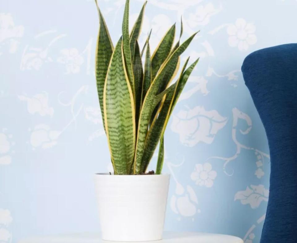 A snake plant can remove formaldehyde, xylene and toluene from the air <i>and</i> will bring cozy plant vibes into your home. These guys are nearly indestructible and don't require much water, so they're great if you need a  low-maintenance option.<br /><br /><strong>Promising review:</strong> "So happy!! I bought the 6-inch black coral snake plant and it arrived in perfect condition. It's beautiful! Even has a couple of baby sprouts! I definitely feel like I really got my money's worth and will buy from this company again." &mdash; <a href="https://go.skimresources.com?id=38395X987171&amp;xs=1&amp;url=https%3A%2F%2Fwww.target.com%2Fp%2Fblack-coral-snake-plant-national-plant-network%2F-%2FA-79434023&amp;xcust=HPHomeAir607dcf2be4b01bc7979a0705" target="_blank" rel="noopener noreferrer">Target</a> Shopper<br /><br /><strong>Get it from Target for <a href="https://go.skimresources.com?id=38395X987171&amp;xs=1&amp;url=https%3A%2F%2Fwww.target.com%2Fp%2Fblack-coral-snake-plant-national-plant-network%2F-%2FA-79434023&amp;xcust=HPHomeAir607dcf2be4b01bc7979a0705" target="_blank" rel="noopener noreferrer">$21.99</a>.</strong>