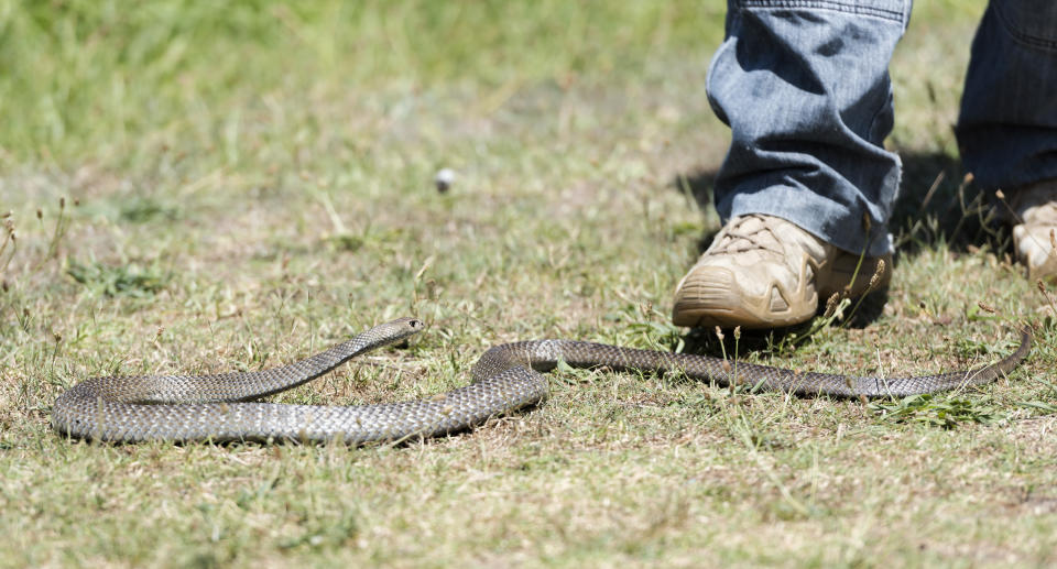 An eastern brown snake with a person's legs in the background.