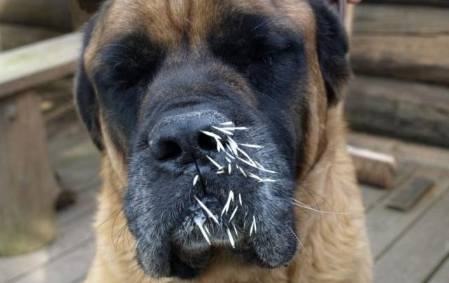 Dog Versus Porcupine: Quills Win