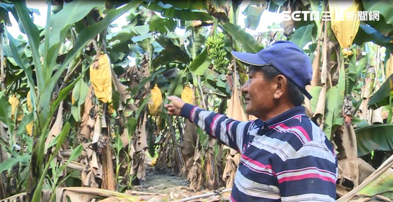 阿伯足足有兩甲多的香蕉園，原本就指望它能維繫一家子人一年來的開銷和來年農作物的成本，沒想到現在幾乎等於零。（圖／記者王浩原攝影）
