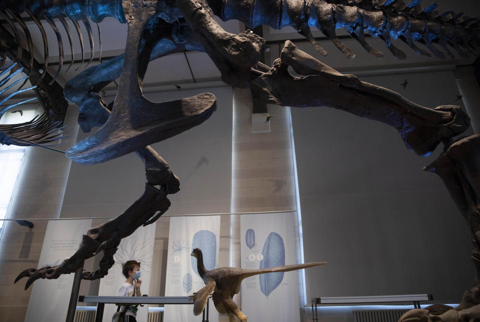 A young boy wears a face mask as he walks past a dinosaur skeleton while on a structured one directional walk, to prevent the spread of the coronavirus, at the Museum of Natural History in Brussels, Tuesday, May 19, 2020. Museums are hesitantly starting to reopen as the coronavirus lockdown measures are relaxed, yet experts say that one in eight in the world could potentially face permanent closure because of the pandemic. (AP Photo/Virginia Mayo)