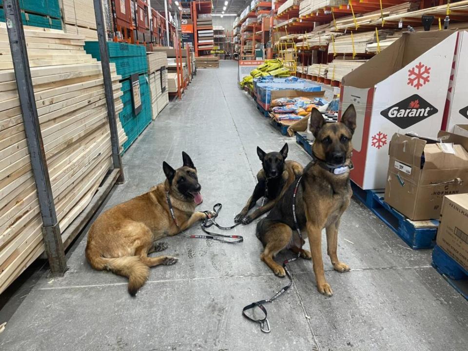 Beri’s dogs in a Canadian Home Depot. (Credit: Jeffrey Beri)