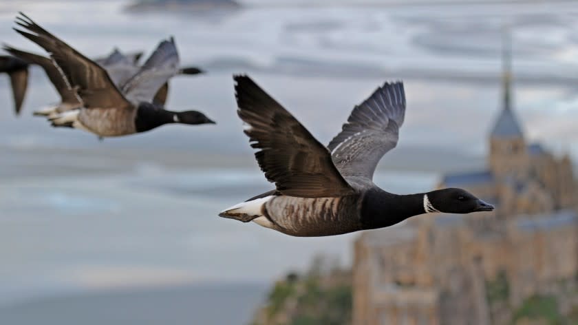 Earthflight -- BBC America TV Series, Picture Shows: Brent Geese flying over Mont St Michelle "Earthflight" on BBC America.