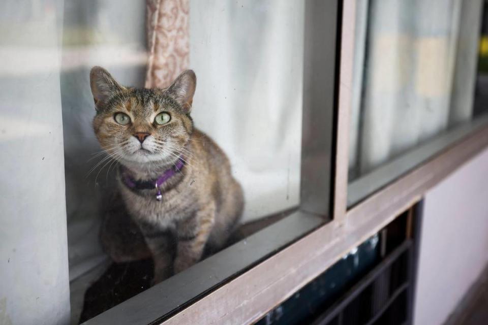 A cat looks out from a room at the Southern Comfort Inn in Charlotte, N.C., Thursday, June 2, 2022.