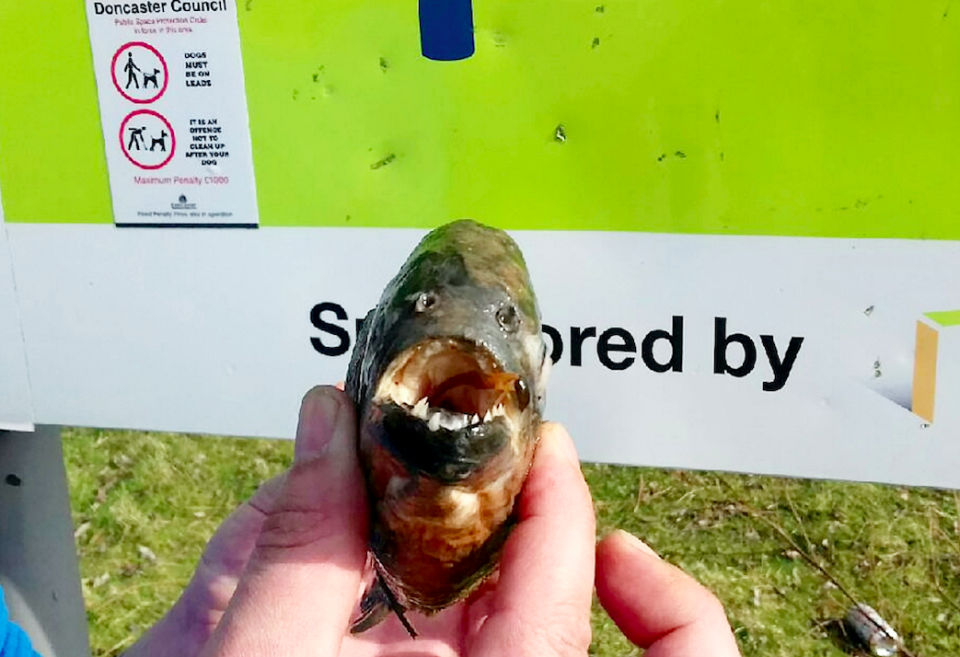 The carnivorous fish with rows of sharp teeth normally stalk the waters of the Amazon (SWNS)