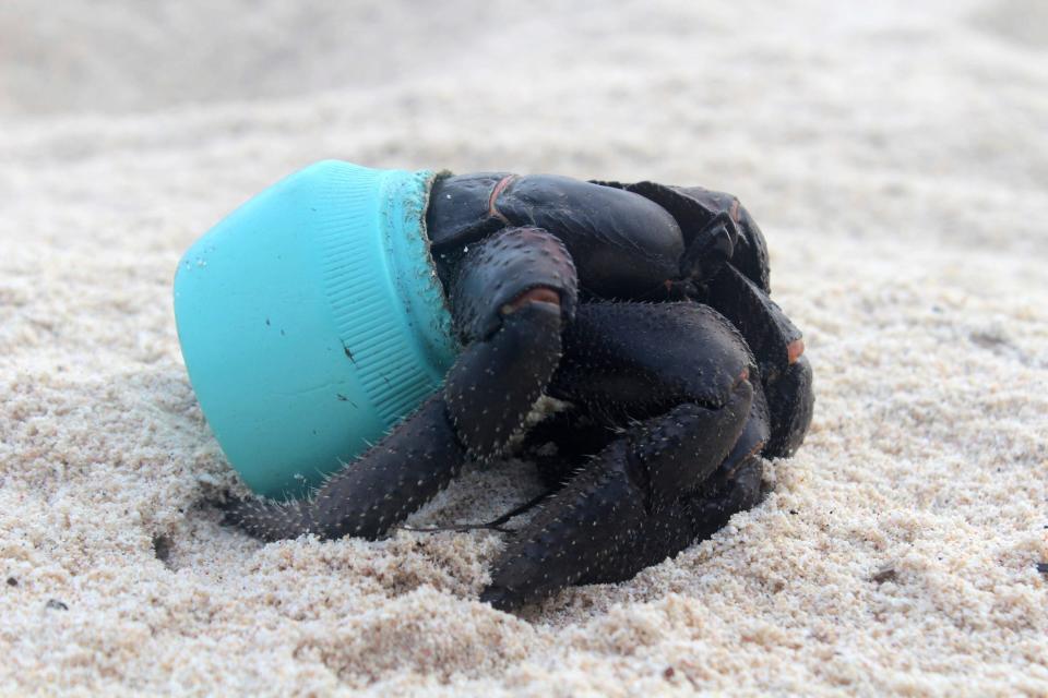 A crab uses a piece of plastic debris for shelter - Credit: Jennifer Lavers/AP