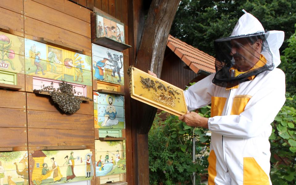 Beekeeper in protective clothing, collecting honey