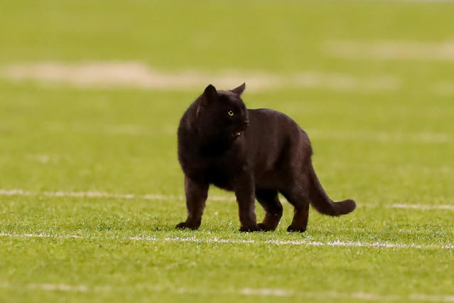 NFL: Cat which invaded US stadium during Cowboys win still on loose