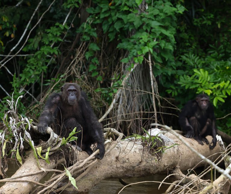 Chimpancés en libertad en el santuario Tchimpougna, Congo