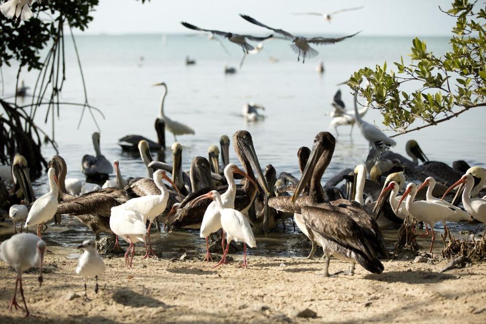 FILE - In this Feb. 12, 2013 file photo, birds roam on the beach at the Florida Keys Wild Bird Center near Key Largo, Fla. The bird sanctuary accepts donations but has free admission. (AP Photo/J Pat Carter, FIle)