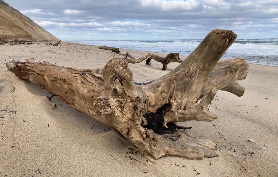 Gnarly driftwood at Long Nook Beach in Truro.