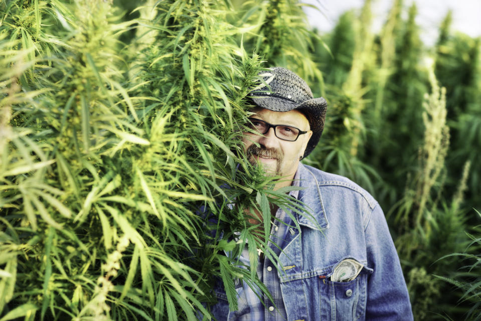 A man in a denim jacket standing next to hemp plants