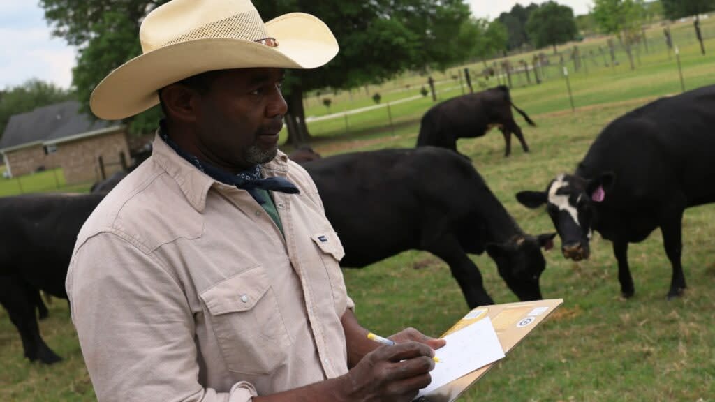 Handy Kennedy, founder of AgriUnity cooperative, counts his cows on HK Farms in Cobbtown, Georgia. (Photo by Michael M. Santiago/Getty Images)