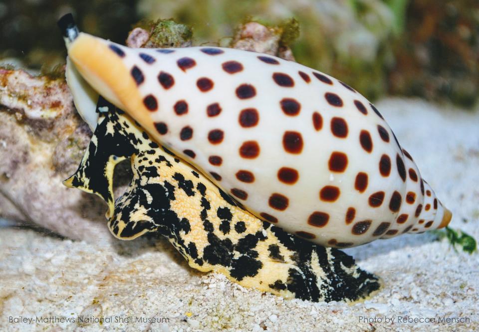 The rarely seen junonia is a sea snail known for its cream-colored shell with brown spots.