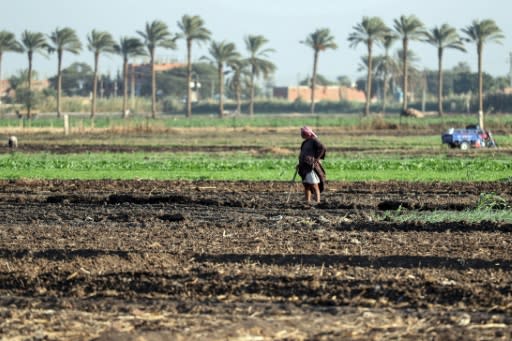 Most people survive on hardscrabble agriculture, growing mostly maize and wheat, here in Assiut province, Egypt's poorest